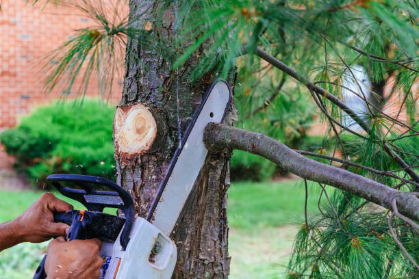 Trusted Sellersburg, IN Tree Removal and Landscaping Services Experts